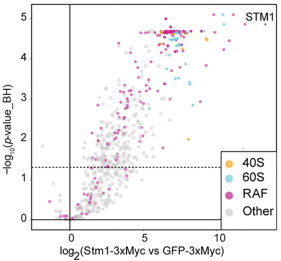 Open access visualization of Volcano Plot, Scatter Plot, Stm1 Interactome, Protein Enrichment, Statistical Significance