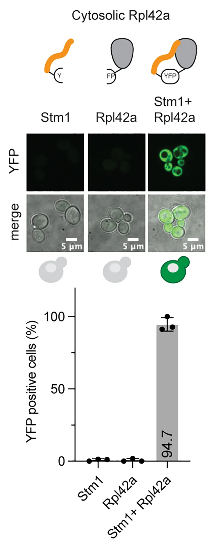Open access visualization of Bar Plot, Error Bars, Microscopy, Illustration, BiFC Assay