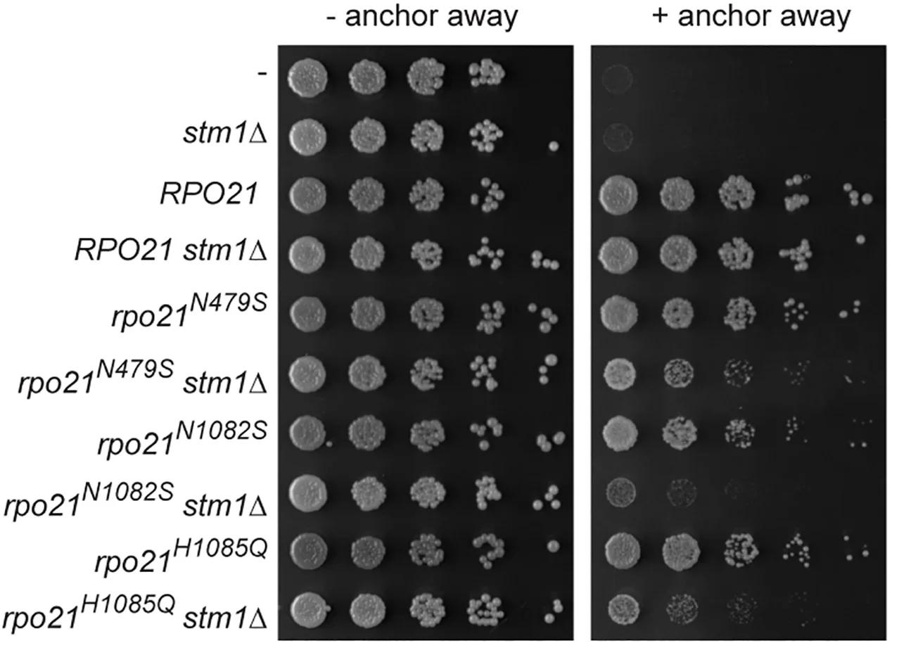 Open access visualization of Gel, Serial Dilution, YPD Media, Wild-Type, Anchor-Away Strains