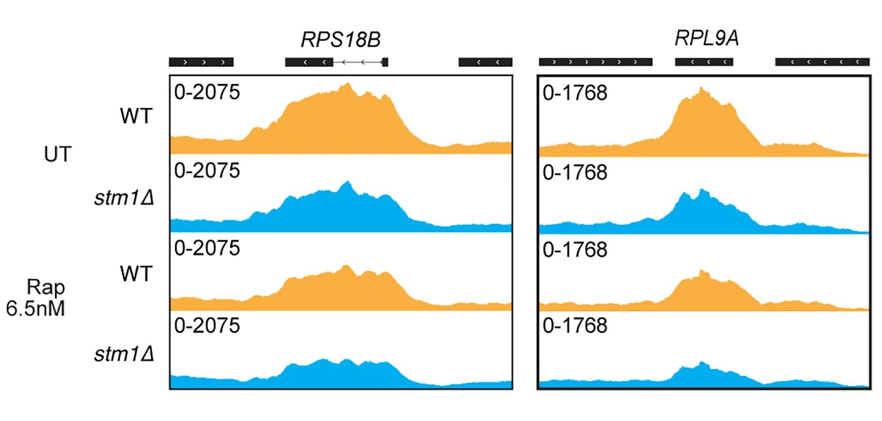 Open access visualization of Line Plot, Density Plot, Genome Browser Tracks, RNA Pol II Ser 5 ChIP-Seq, Open Reading Frames