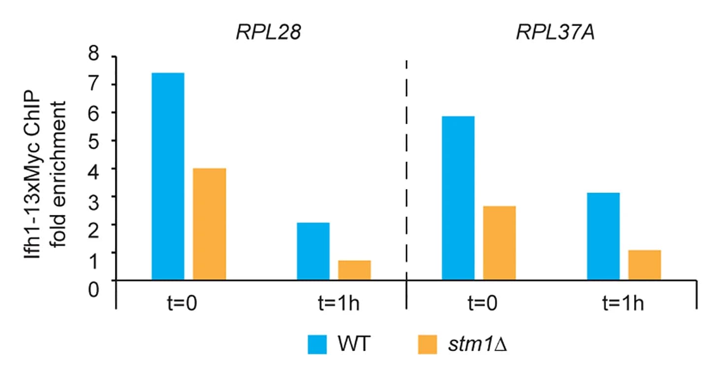 Open access visualization of Bar Plot, Clustered, Ifh1-13xMyc Occupancy, RPGs, RPL28