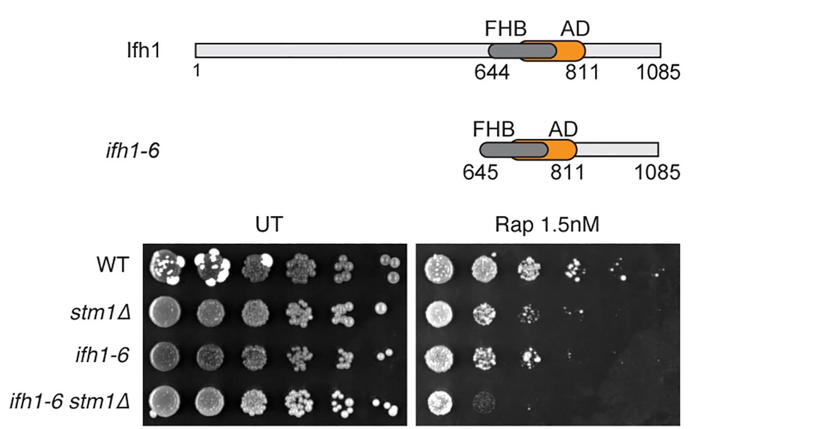 Open access visualization of Photo, Gel, Schematic, Ifh1, Ifh1-6