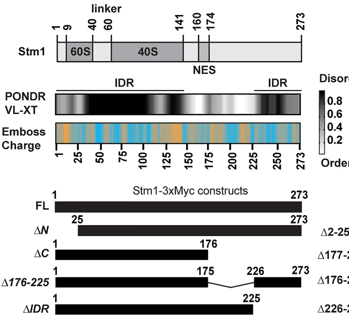 Open access visualization of Workflow, Illustration, Stm1, 60S Binding Domain, 40S Binding Domain
