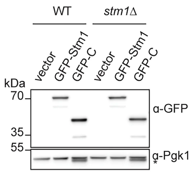 Open access visualization of Gel, Western Blot, GFP-Stm1, GFP-C, GFP Antibody