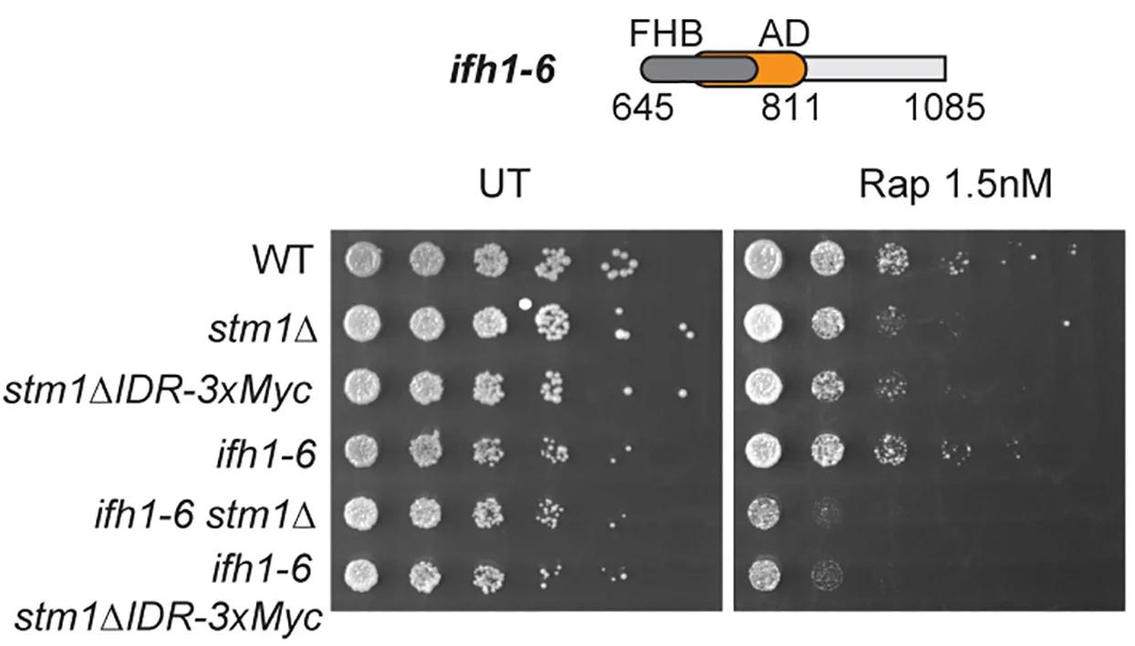 Open access visualization of Gel, IFH1-6 Mutant, Forkhead Binding, Serial Dilution Spottings, YPD Media