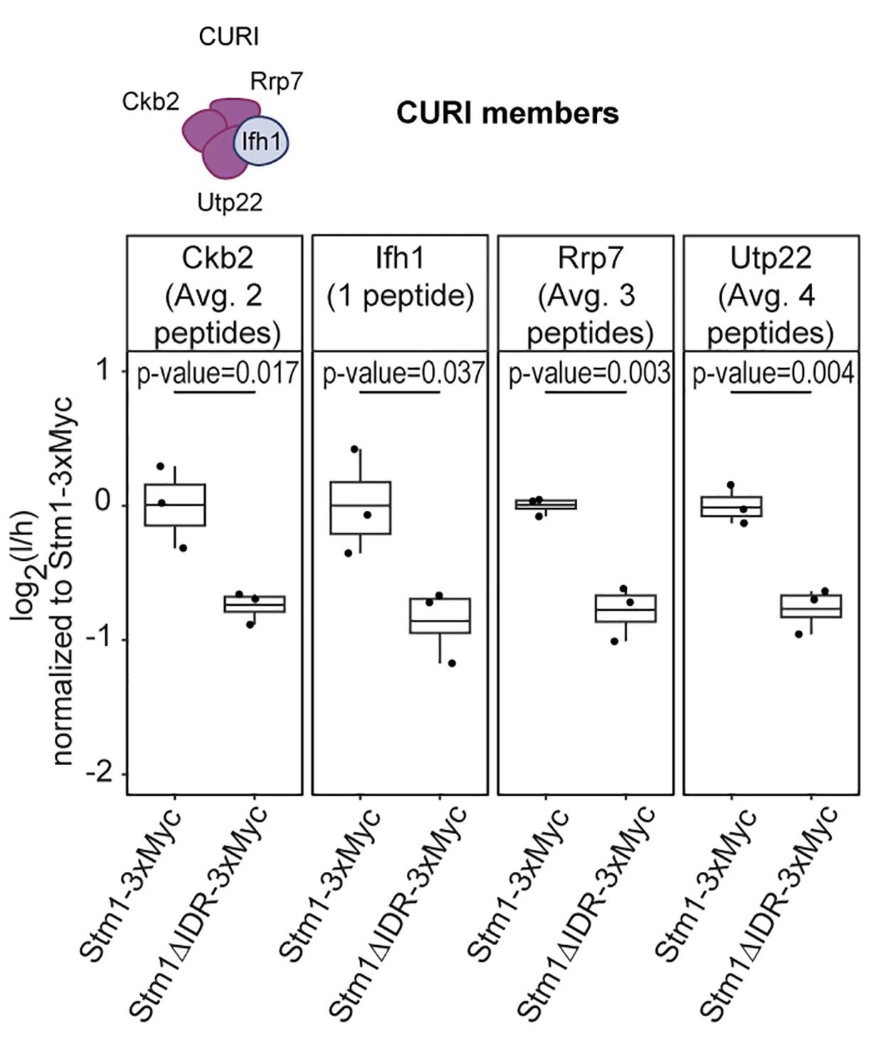 Open access visualization of Box Plot, Scatter Plot, PRM Measurement, IFH1, CURI Complex