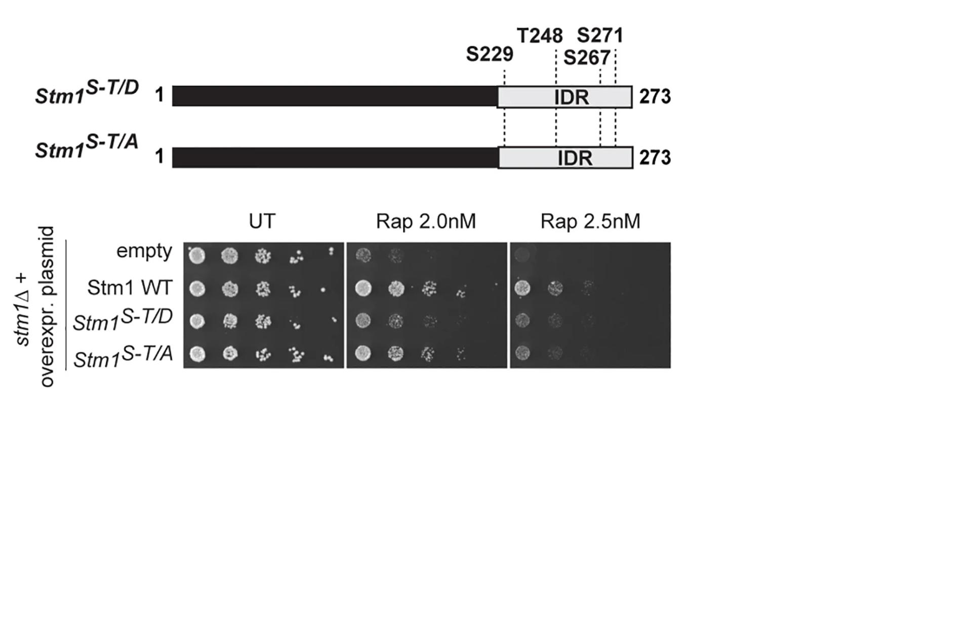 Open access visualization of Gel, Illustration, Phospho-mimicking Mutants, Non-phosphorylatable Mutants, Serial Dilution Spottings