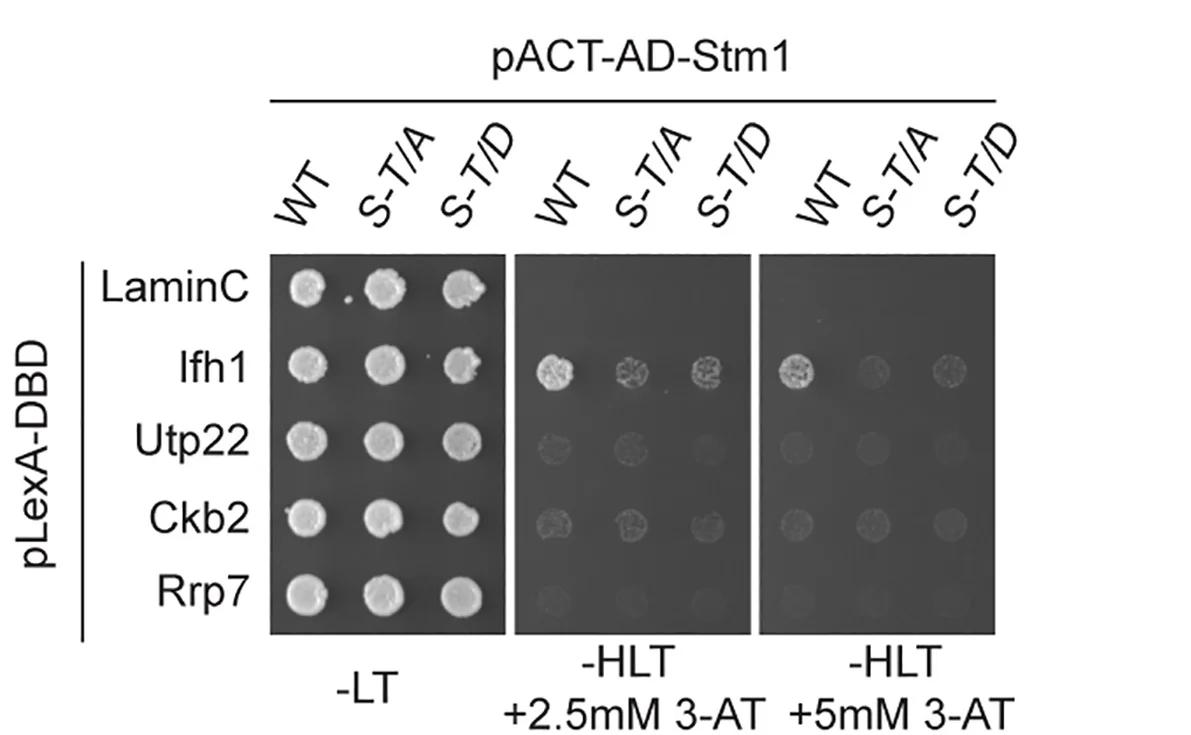 Open access visualization of Gel, Two-Hybrid Analysis, Stm1, GAL4 AD, IFH1