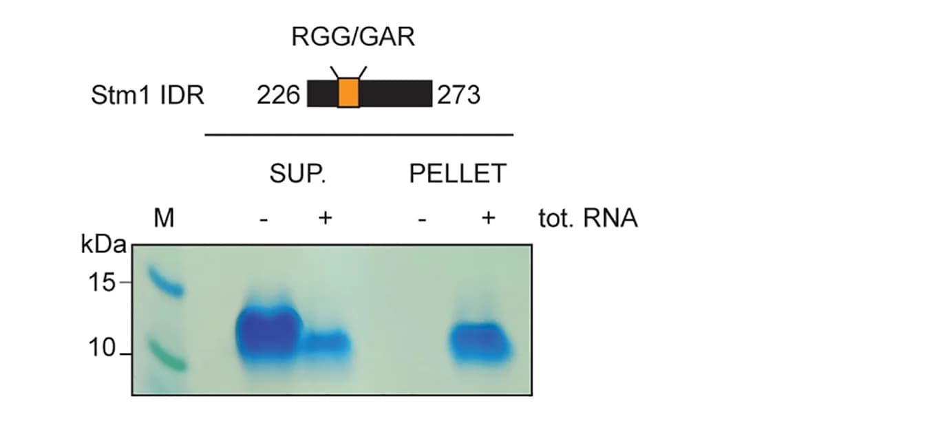 Open access visualization of Gel, Illustration, Stm1 IDR, RGG/GAR Motif, Coomassie Blue