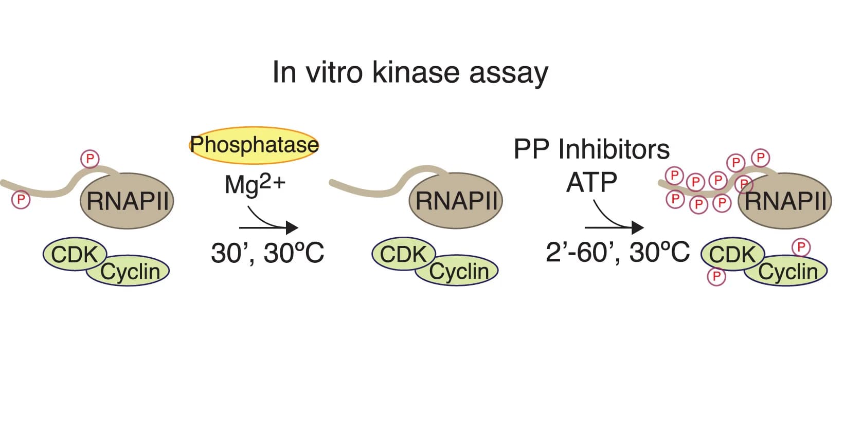 Open access visualization of Workflow, Flowchart, Illustration, In Vitro Kinase Assay, Phosphatase