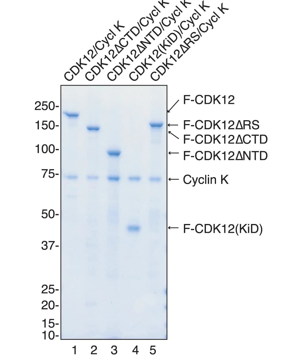 Open access visualization of Gel, Coomassie Blue Staining, CDK12/Cyclin K, Wild-Type, Truncated Mutant Forms