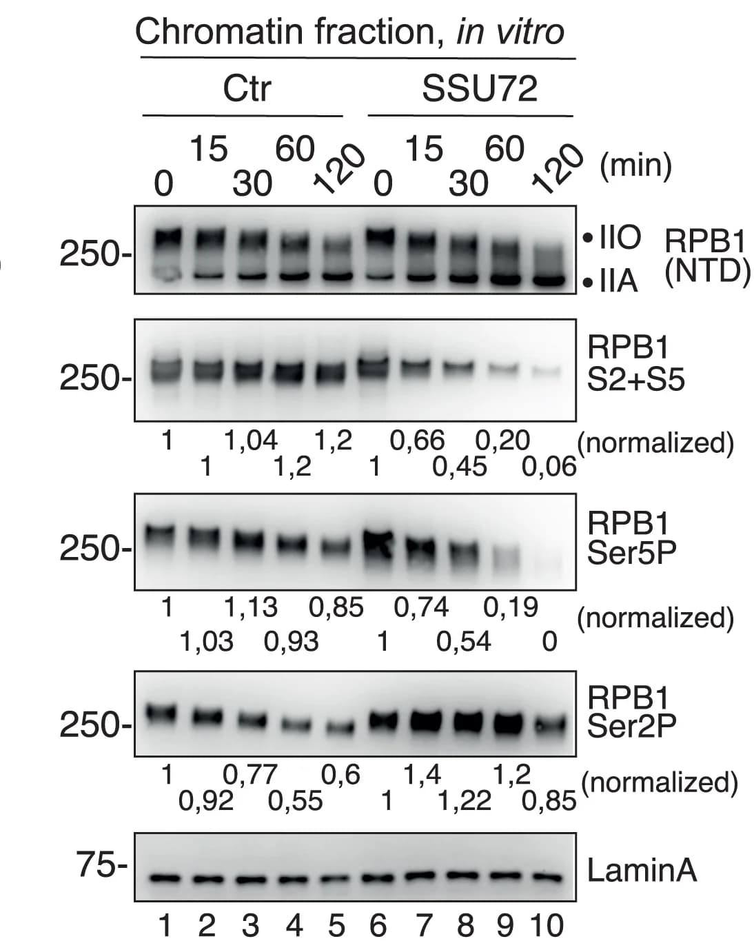 Open access visualization of Gel, Western Blot, Chromatin Fractions, SSU72/PIN1, Phosphorylated CTD