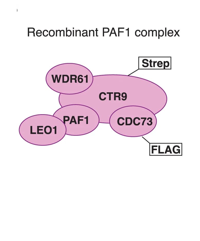 Open access visualization of Pathway, Schematic, PAF1C, Insect Cells, Purification