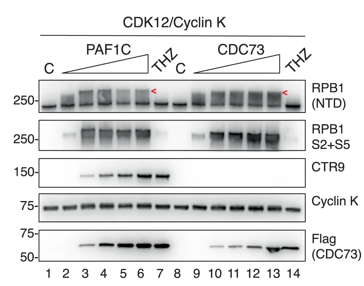Open access visualization of Gel, Western Blot, In Vitro Kinase Assay, CDK12/Cyclin K, RNAPII