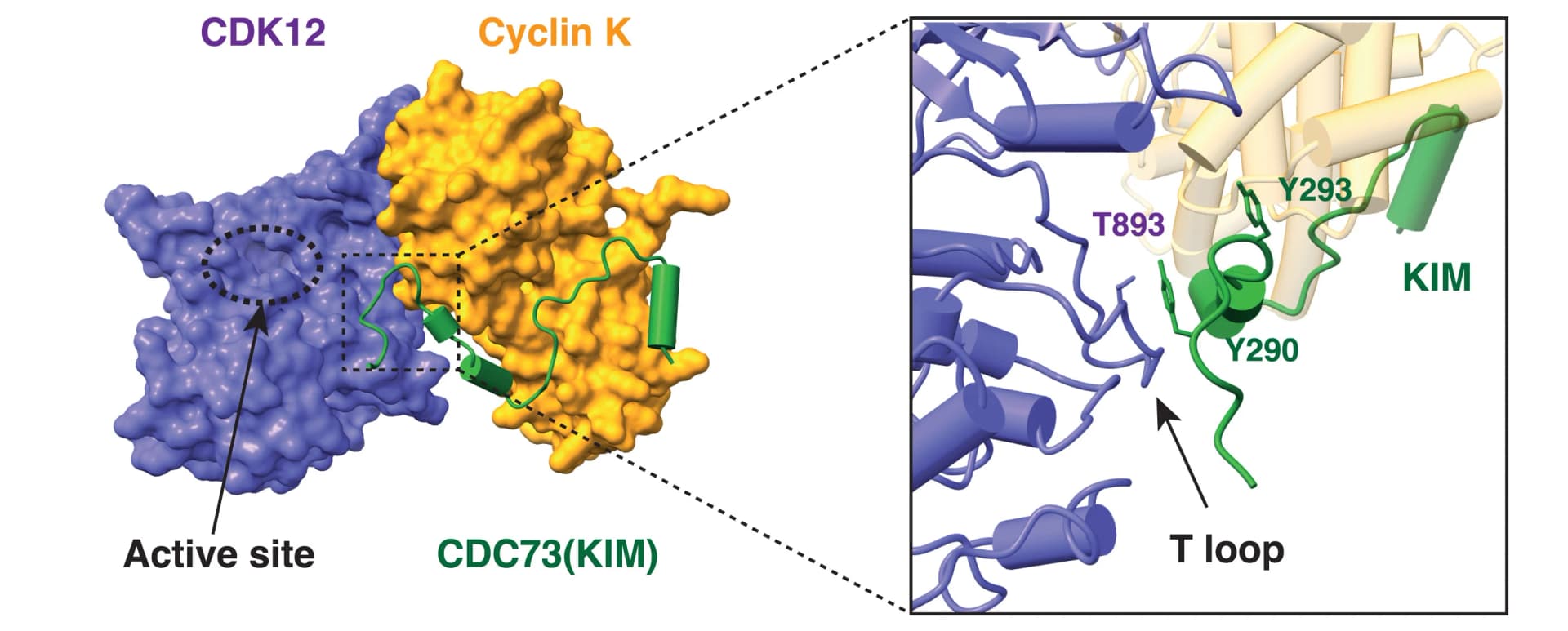 Open access visualization of Protein Structure, Chemical Structure, AlphaFold2 Structural Model, CDK12 Kinase Domain, Cyclin K