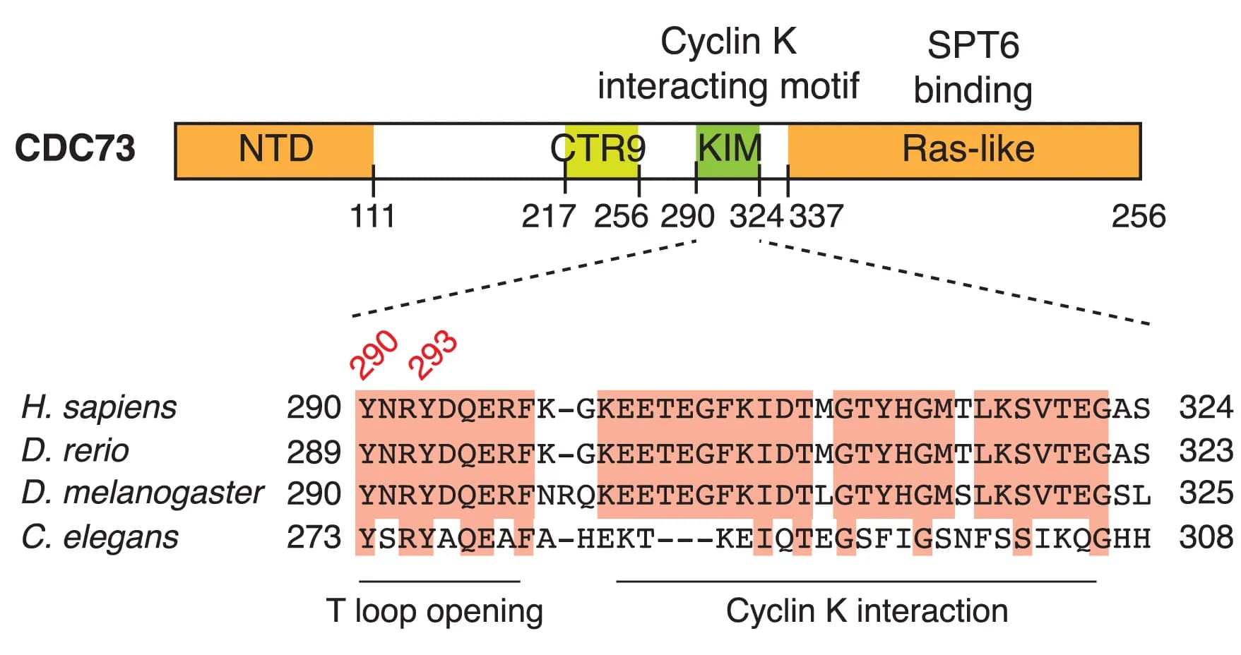 Open access visualization of Illustration, CDC73 Domain Organization, N-Terminal Domain, Multiple Sequence Alignment, CDC73-KIM
