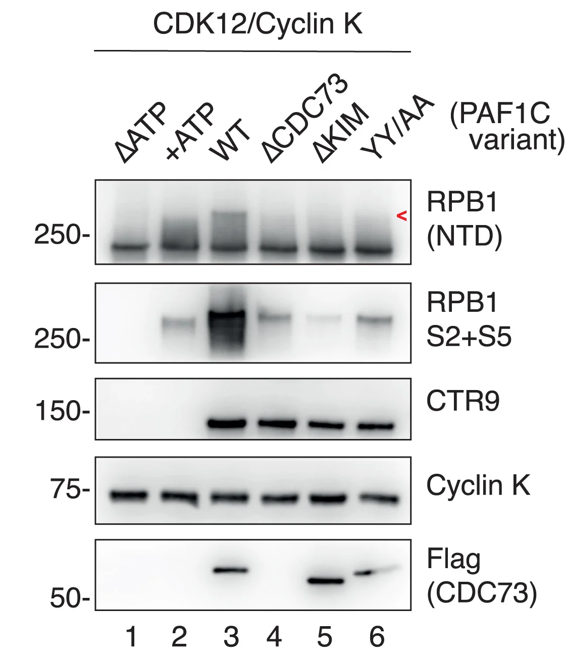 Open access visualization of Gel, Western Blot, In Vitro Kinase Assay, CDK12, Cyclin K