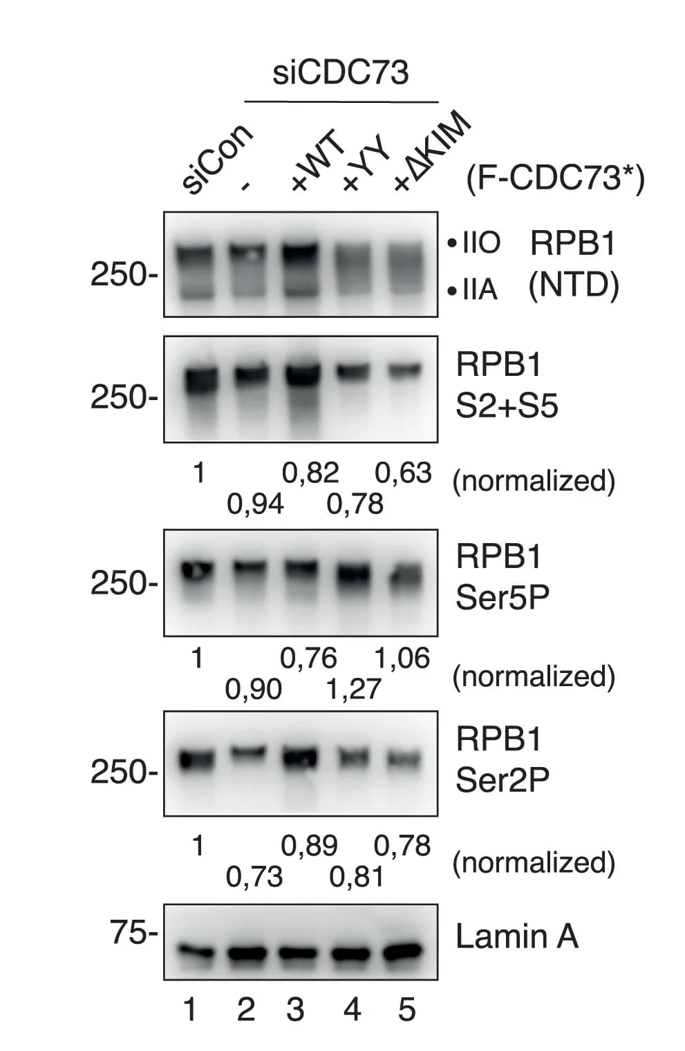 Open access visualization of Gel, Western Blot, Chromatin, Switchover, RPB1