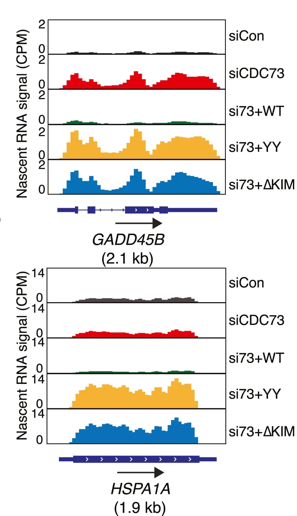 Open access visualization of Line Plot, Line Step, Nascent RNA, Transcription