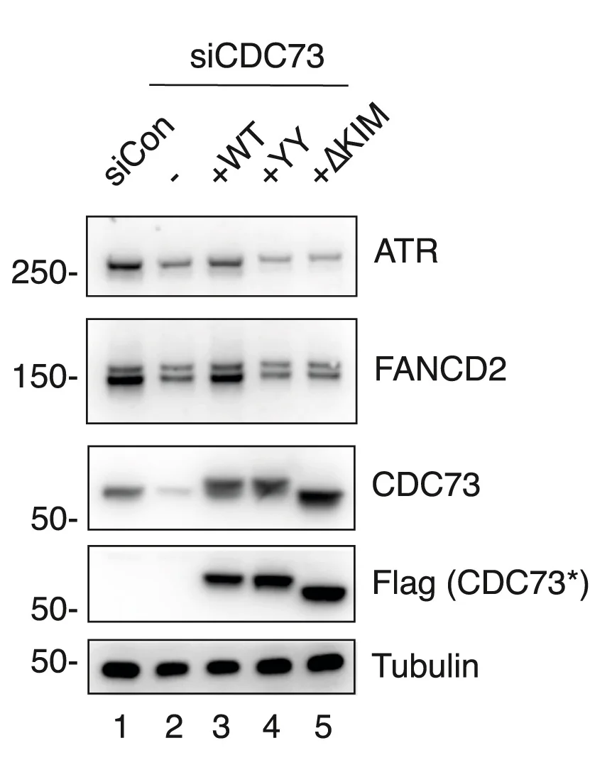 Open access visualization of Gel, Western Blot, Cell Extracts, HEK293 Cell Lines, CDC73