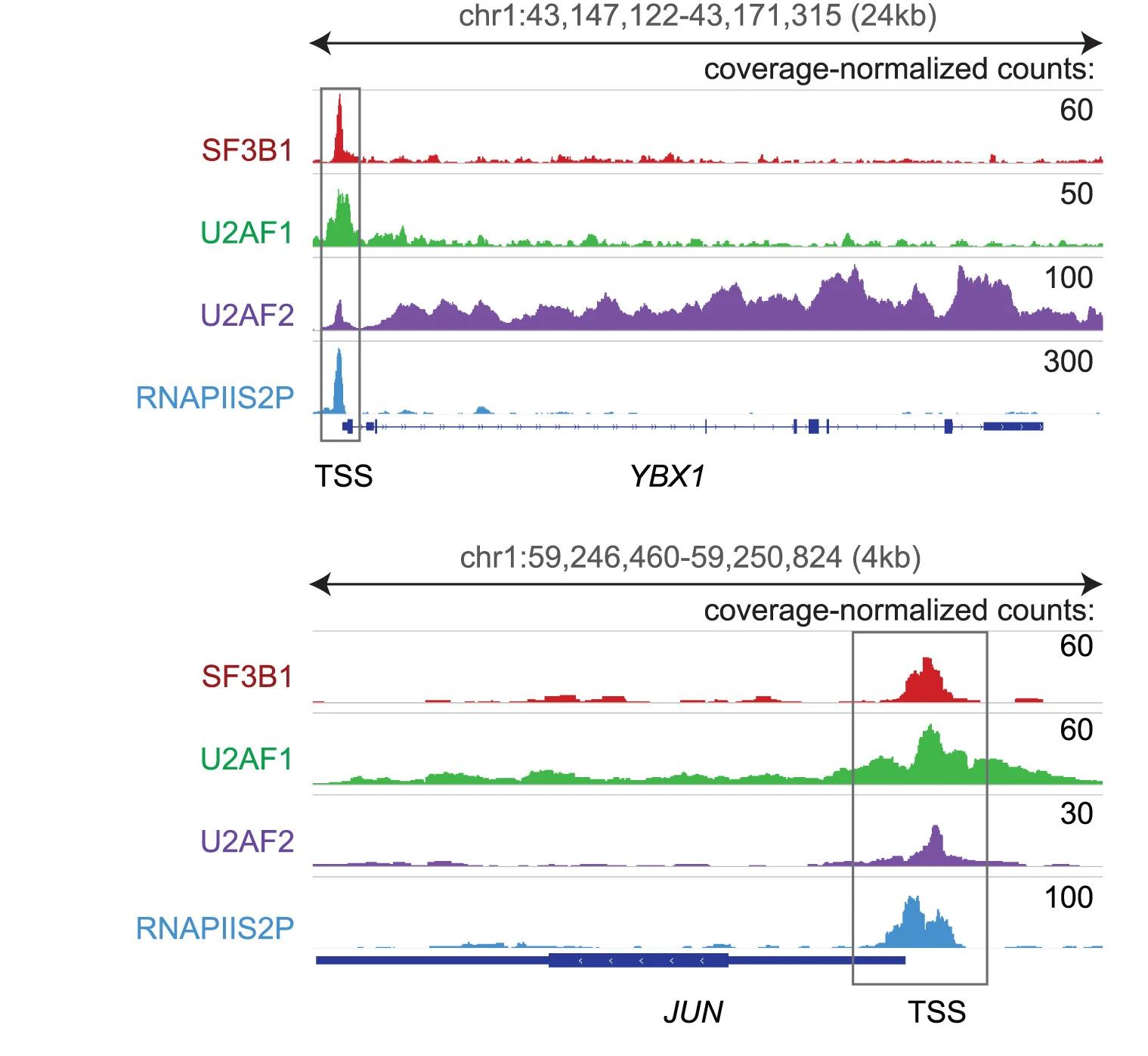 Open access visualization of Line Plot, SF3B1, U2AF1, U2AF2, RNAPIIS2P