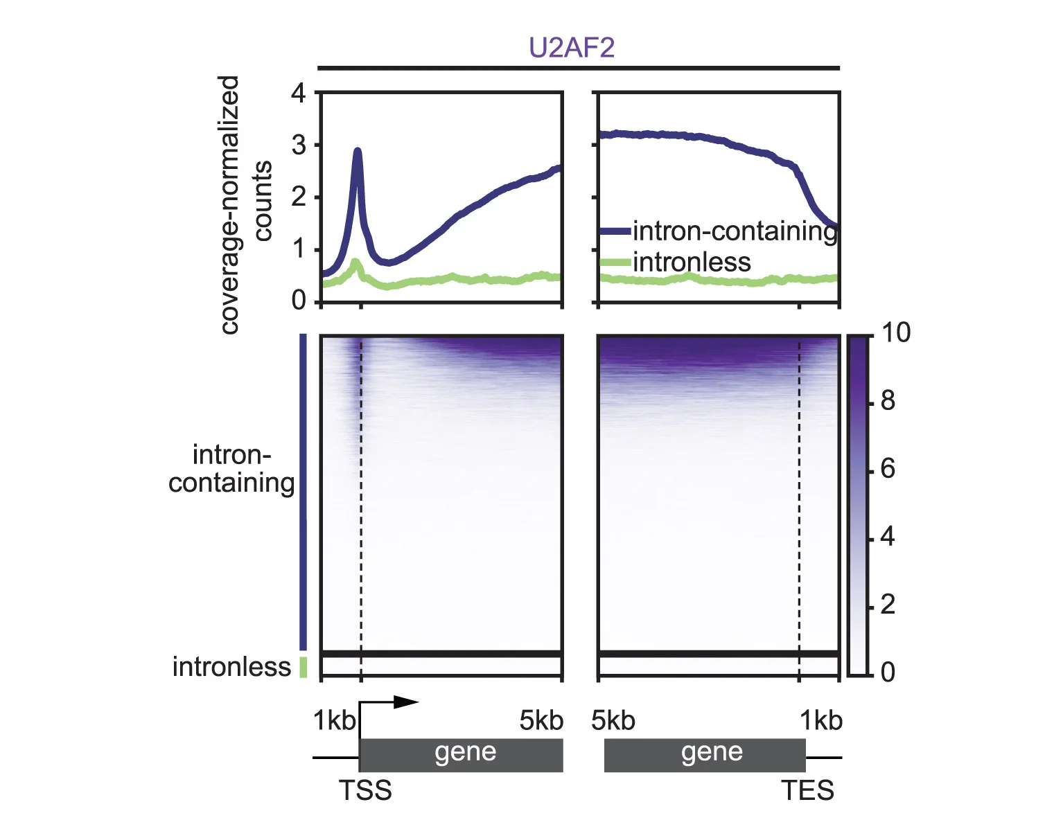 Open access visualization of Line Plot, Heatmap, Heatmaps, Average Plots, TSS