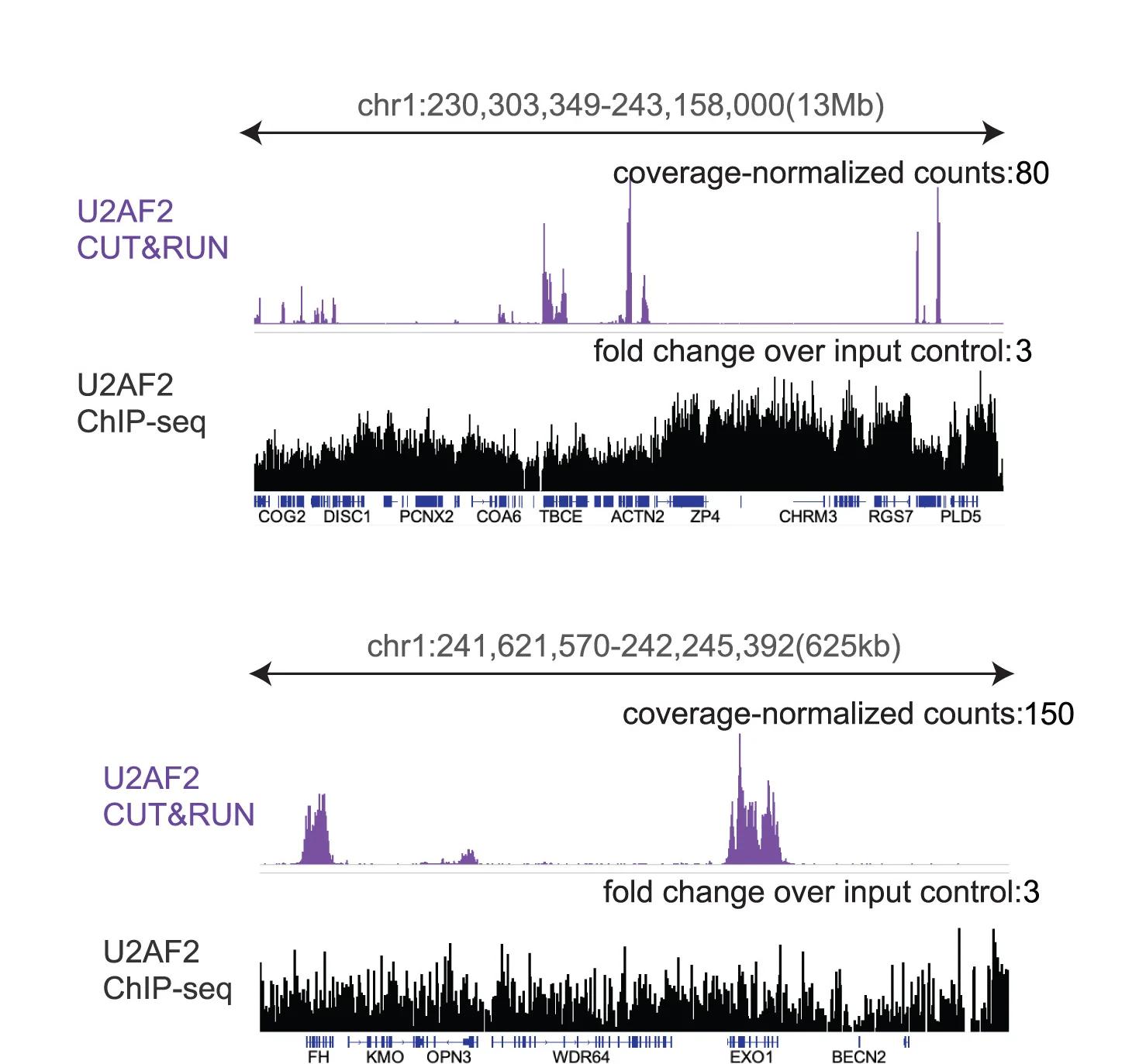 Open access visualization of Line Plot, Browser Track, U2AF2, CUT&RUN, ChIP-seq