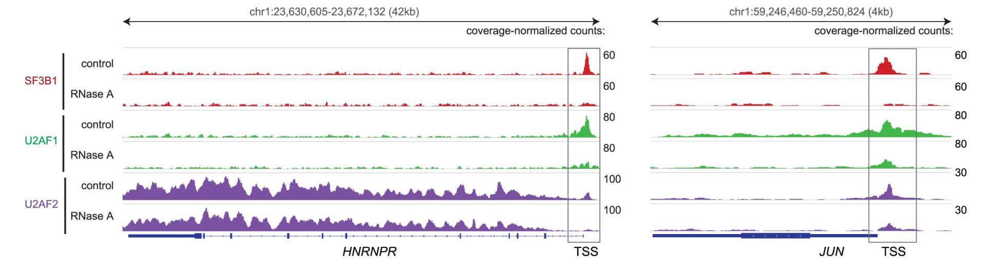 Open access visualization of Line Plot, Density Plot, SF3B1, U2AF1, U2AF2