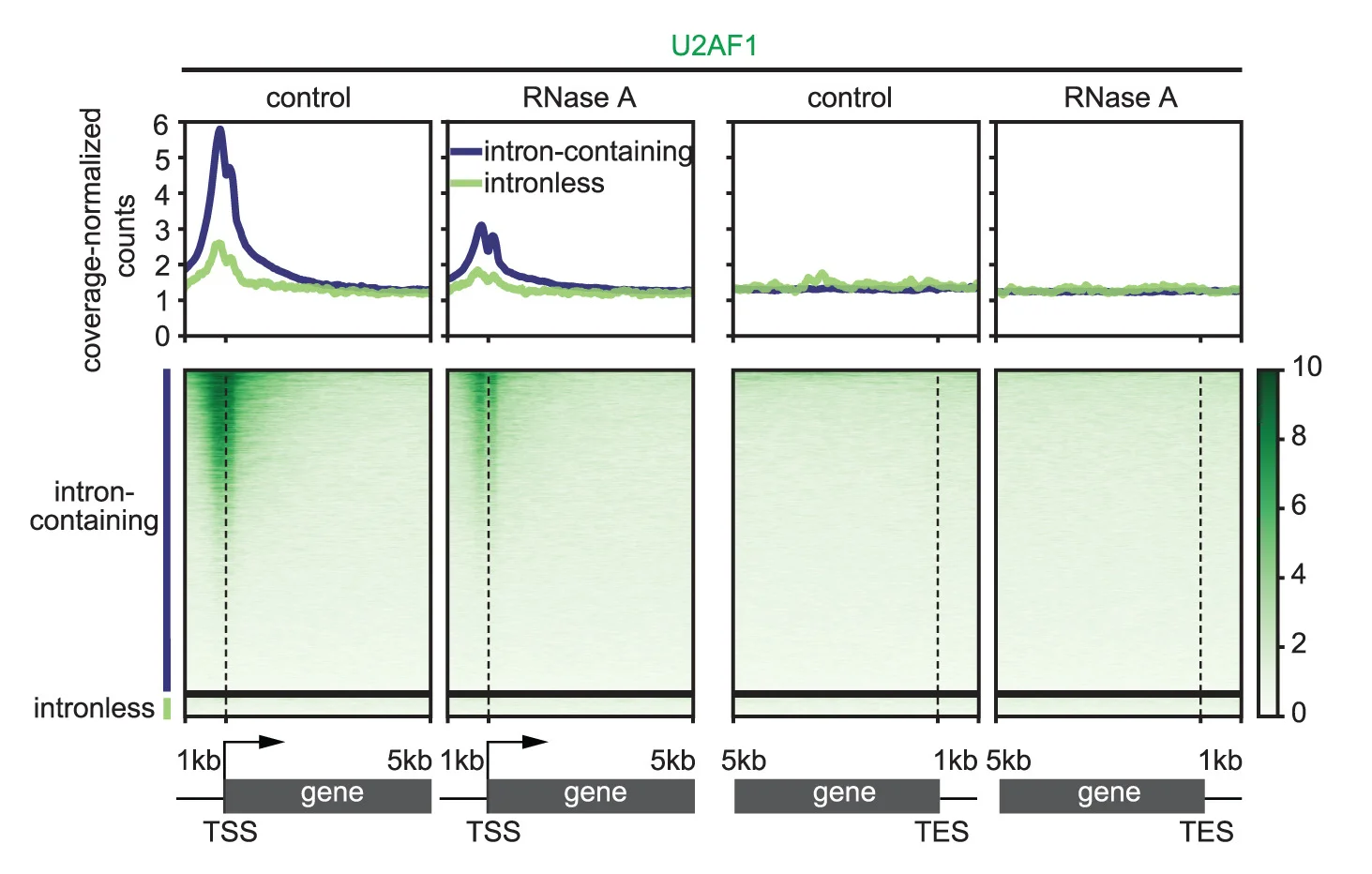 Open access visualization of Heatmap, Line Plot, Heatmaps, Average Plots, TSS
