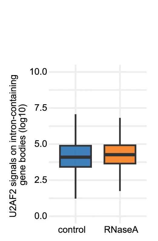 Open access visualization of Box Plot, U2AF2, Intron-containing Genes