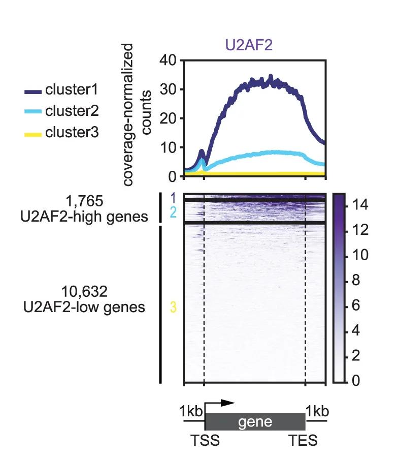 Open access visualization of Heatmap, Line Plot, U2AF2, Intron-containing Genes, K-means Clustering