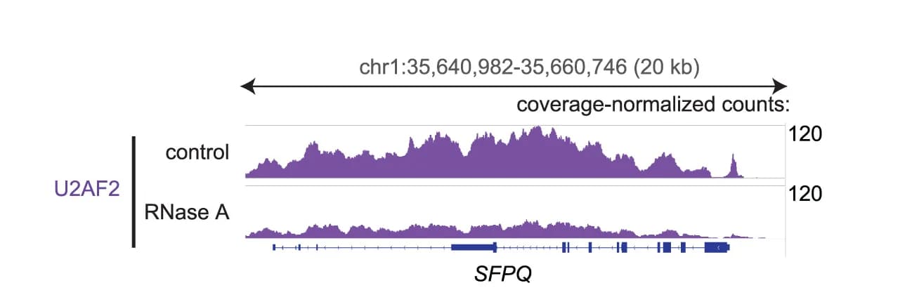 Open access visualization of Line Plot, U2AF2, RNase A-sensitive Gene, SFPQ