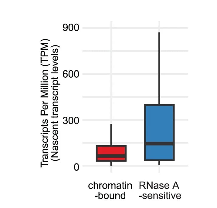 Open access visualization of Box Plot, Nascent Transcript Levels, Chromatin-bound Genes, RNase A-sensitive Genes, Transcripts per Million