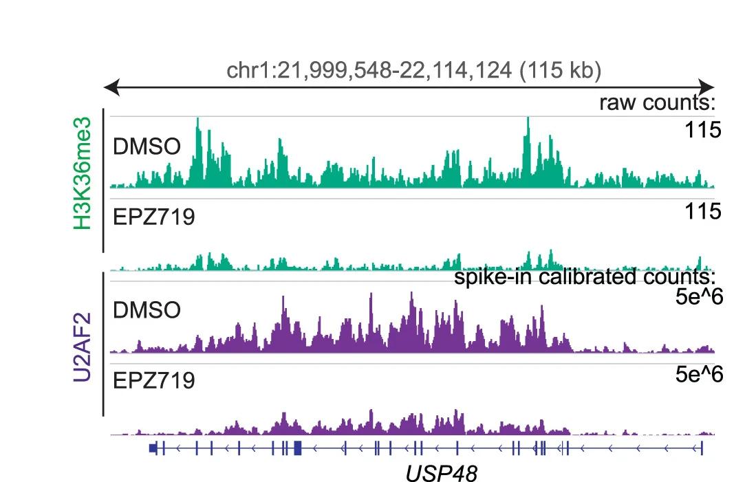 Open access visualization of Line Plot, Browser Track, Raw Counts, H3K36me3, Spike-in Calibrated Counts