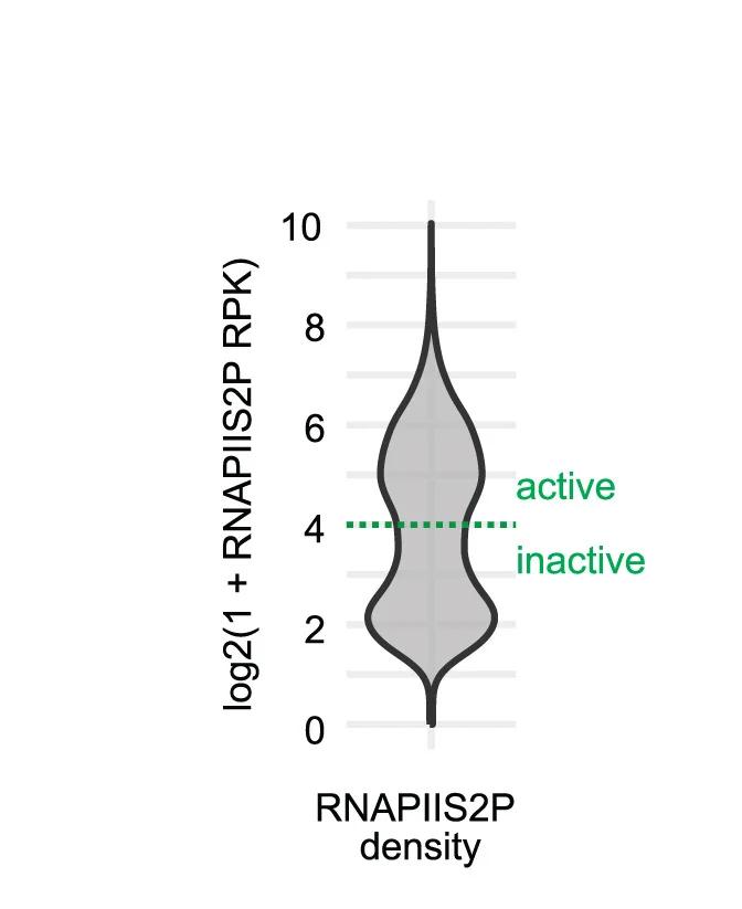 Open access visualization of Violin Plot, RNAPIIS2P Density, Intron-Containing Genes, Active Genes, Inactive Genes