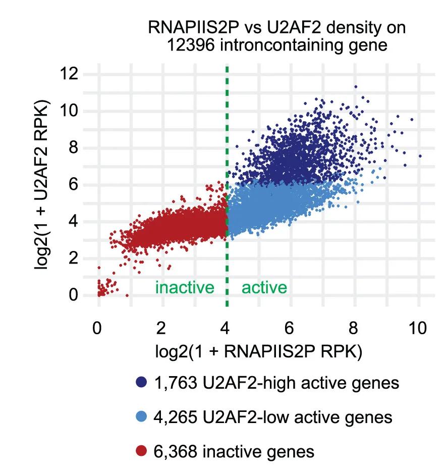 Open access visualization of Scatter Plot, Scatterplots, RNAPIIS2P Density, U2AF2 Density, Intron-Containing Genes