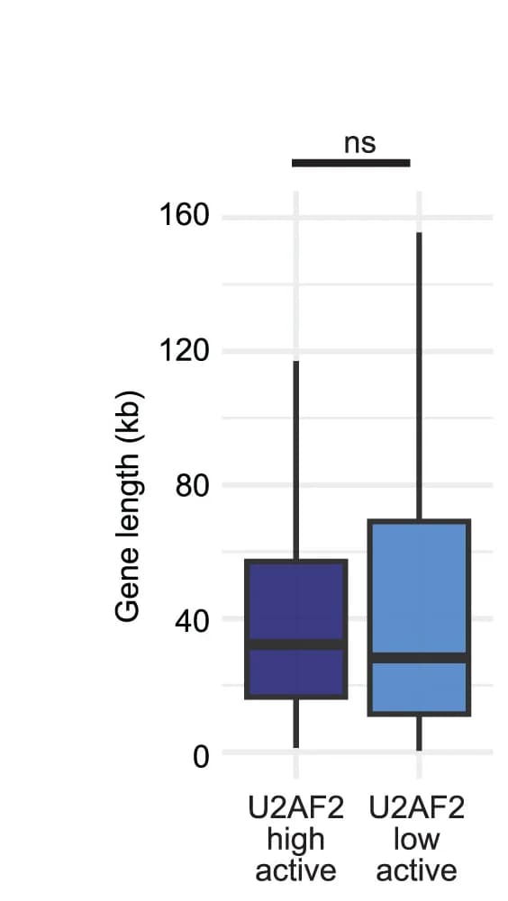 Open access visualization of Box Plot, Boxplots, Gene Length, U2AF2 eCLIP Data, U2AF2 eCLIP IP/Input Foldchange