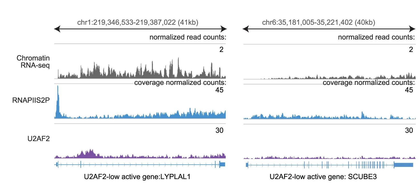 Open access visualization of Line Plot, Browser Tracks, Coverage-Normalized Counts, U2AF2, RNAPIIS2P