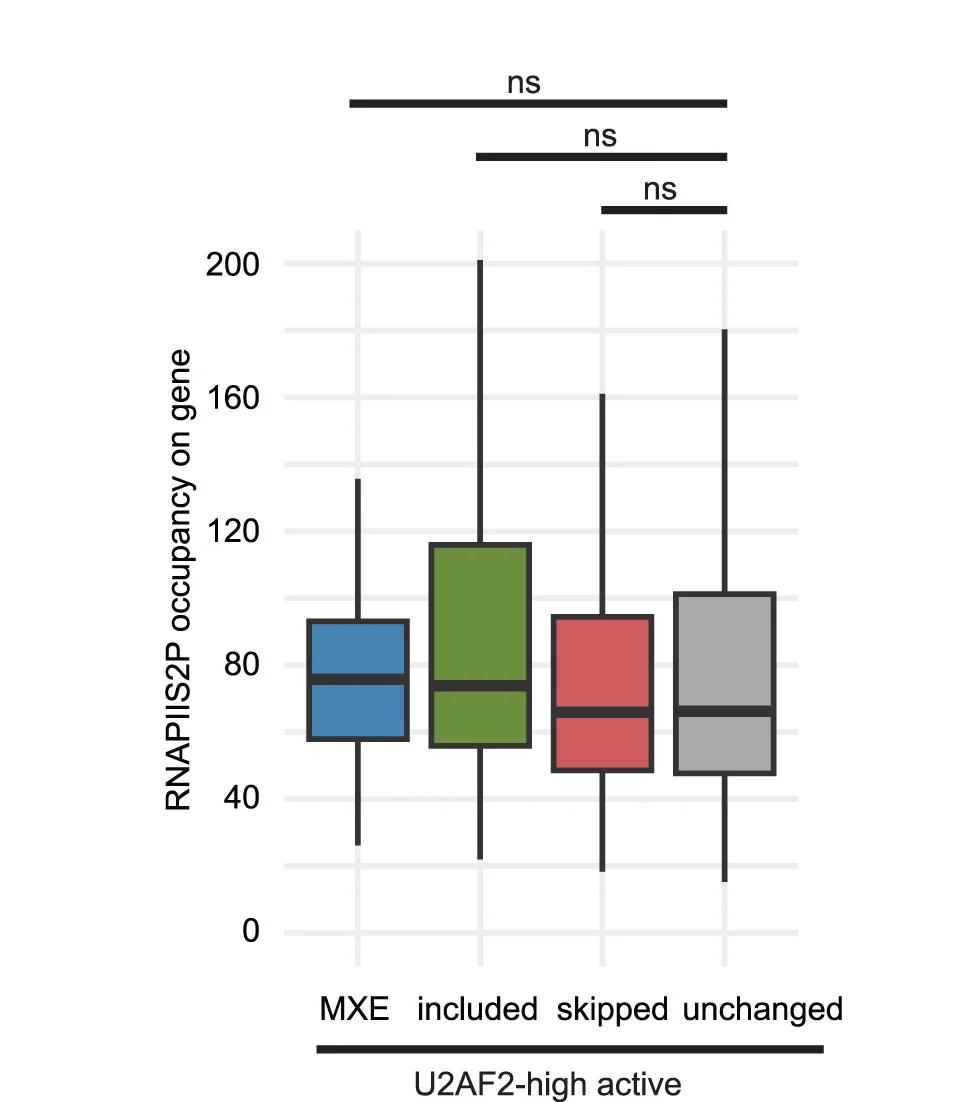 Open access visualization of Box Plot, Boxplots, RNAPIIS2P Occupancy, RNAPIIS2P RPK, MXE Genes