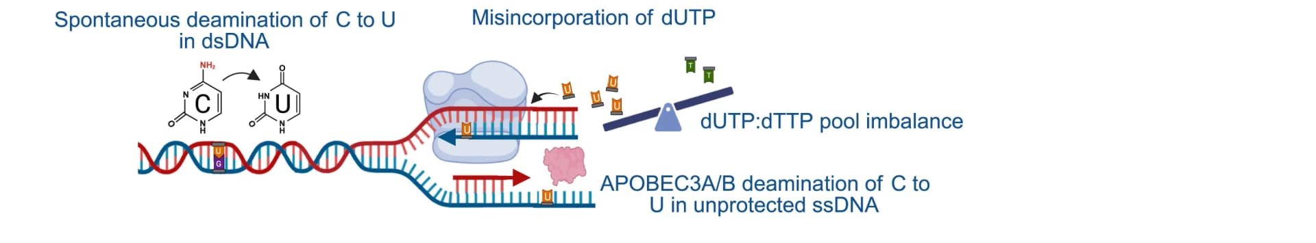 Open access visualization of Workflow, Illustration, Uracil, DNA, Deamination