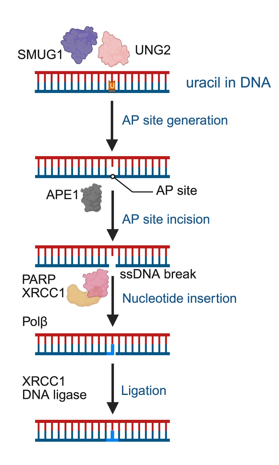 Open access visualization of Workflow, Illustration, Genomic Uracil, Short-Patch BER, UNG2