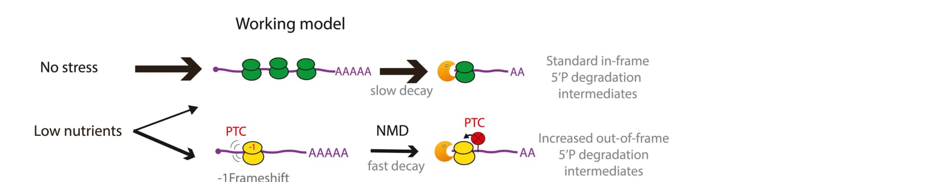 Open access visualization of Workflow, Flowchart, Working Model, mRNA Degradation, Degradome