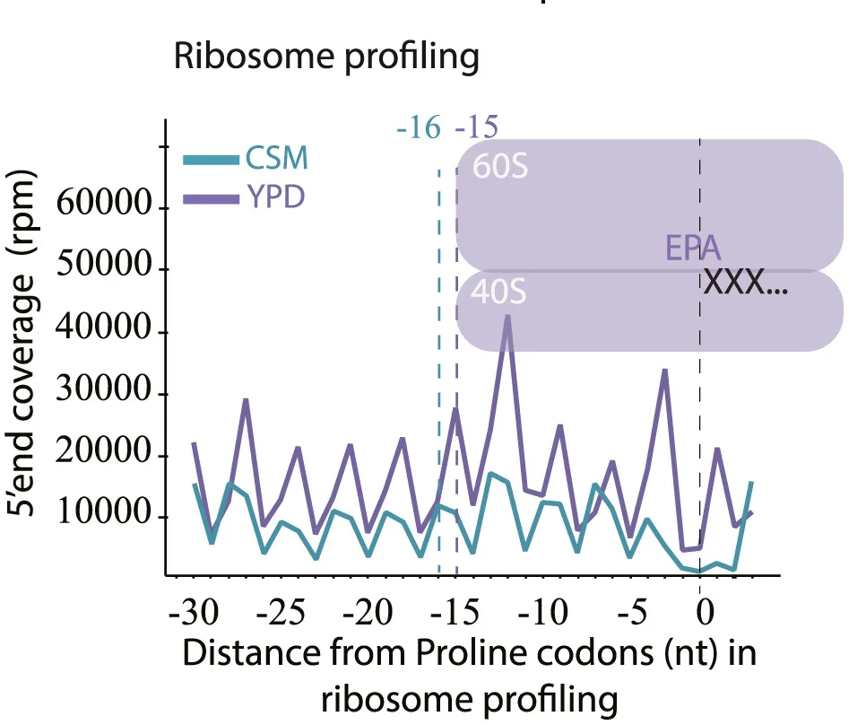Open access visualization of Line Plot, Ribosome Profiling, Ribosome, A-site, RNase Digestion