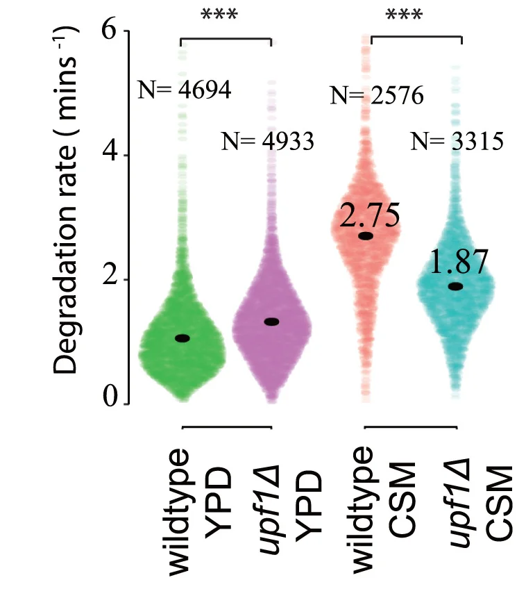 Open access visualization of Violin Plot, Degradation Rate, Wild-Type, NMD Mutant, YPD