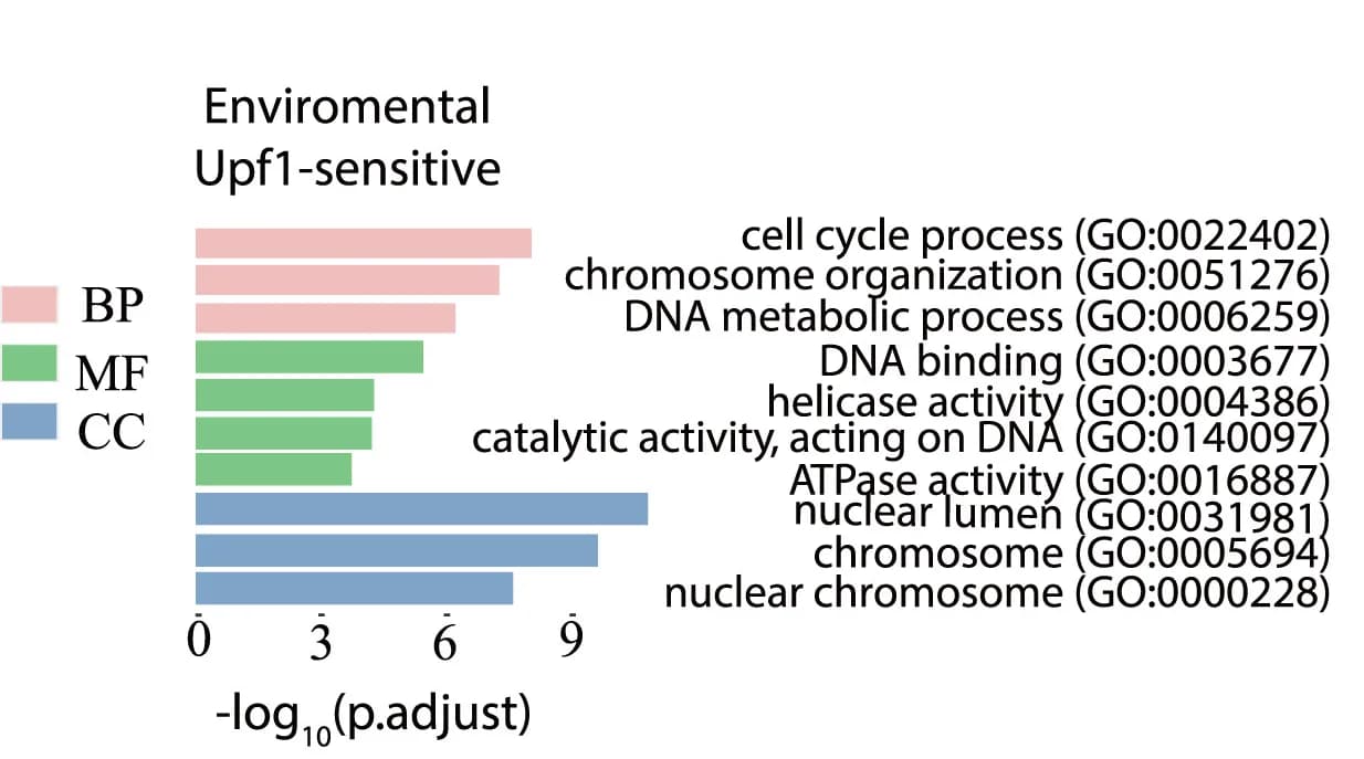 Open access visualization of Bar Plot, Gene Ontology, Upf1-Sensitive Genes, Biological Process, Cellular Component