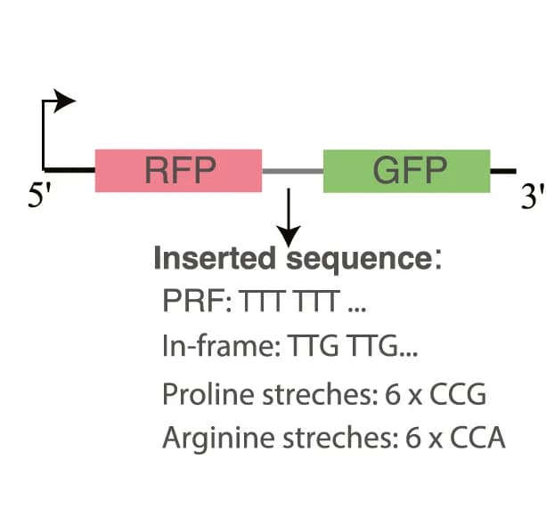 Open access visualization of Workflow, Illustration, Schematic Diagram, Frameshift Reporter Construct, Frameshift Test Sequence