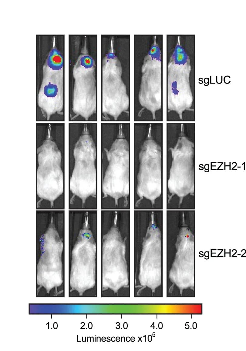 Open access visualization of Microscopy, In Vivo Growth, Luciferase, EZH2-Targeting, sgRNA-Transduced