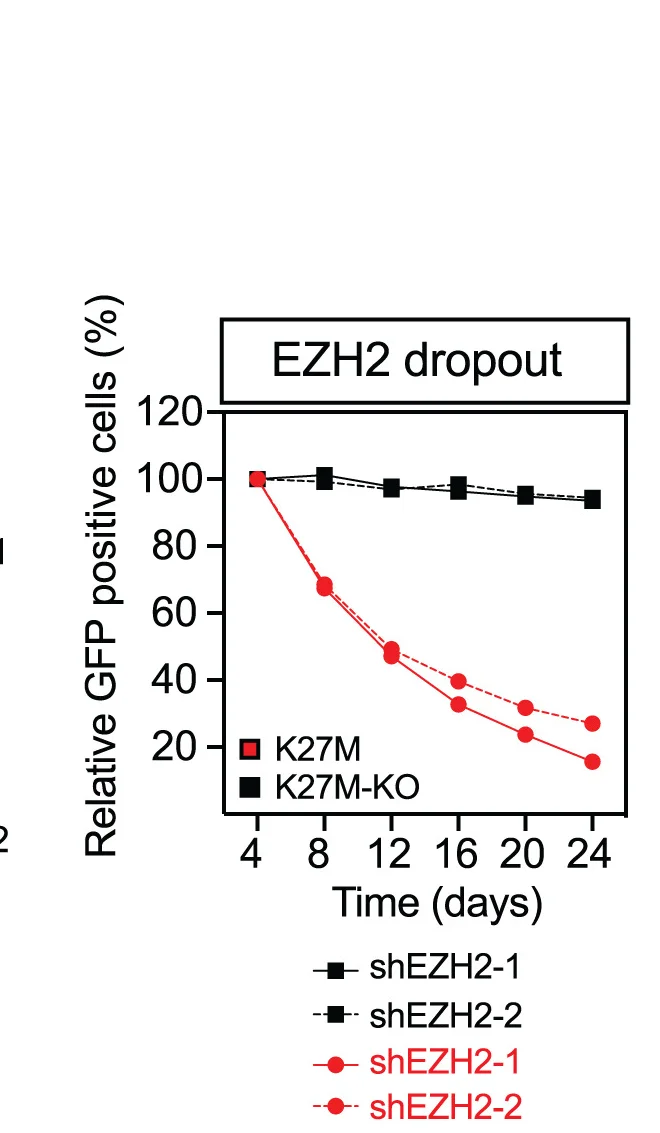Open access visualization of Line Plot, Growth Competition Assays, DIPGXIII-K27M Cells, KO Cells, EZH2-Targeting shRNAs