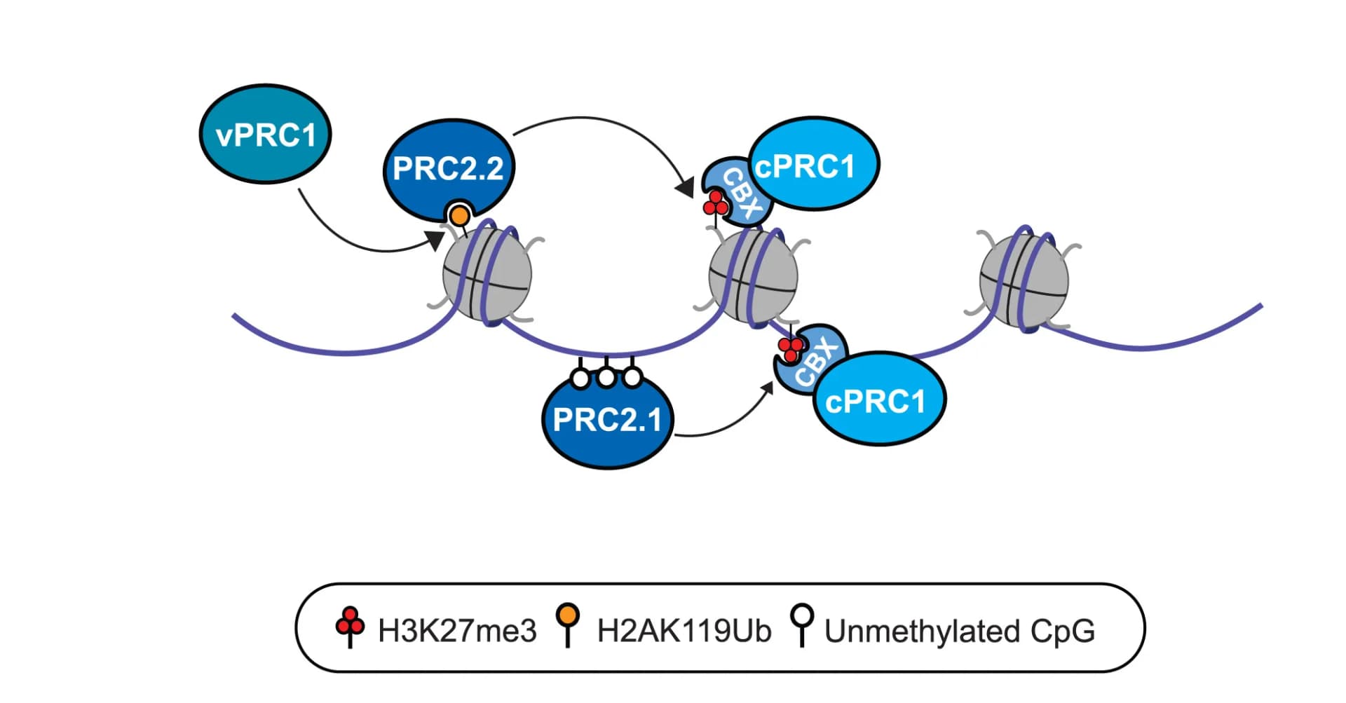 Open access visualization of Workflow, Illustration, PRC1, PRC2, Chromatin