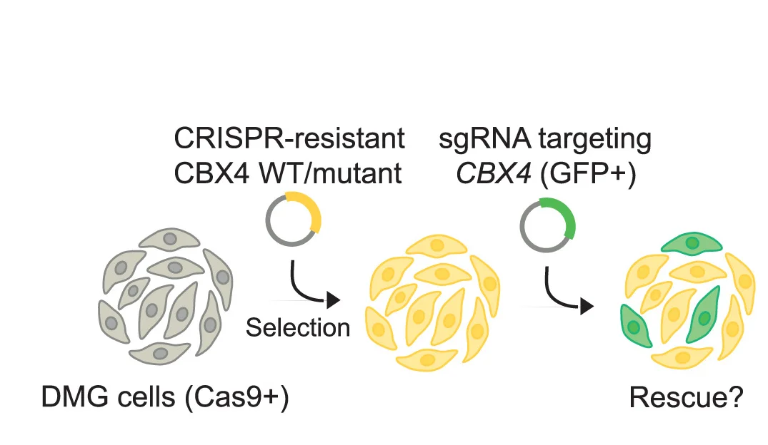 Open access visualization of Workflow, Flowchart, Illustration, Growth Competition Assays, HSJD-DIPG-021-Cas9 Cells
